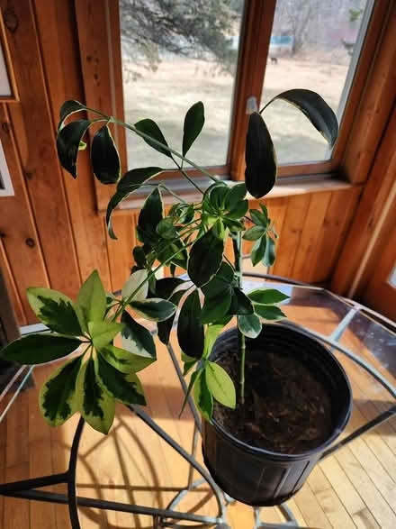 Photo of free Schefflera (umbrella plant) (High Falls) #2