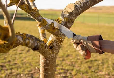 Photo of Birch branches/trunk 4 DIY project (Dublin) #2