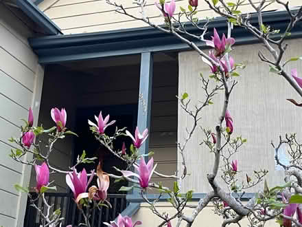 Photo of free Tons of Ceramic Metal Orchids Pots (334 C Street, San Rafael) #2