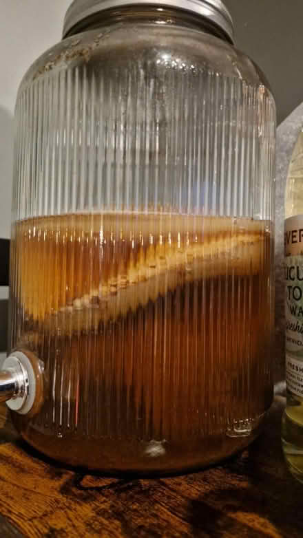 Photo of free Kombucha scoby (Horsell) #1