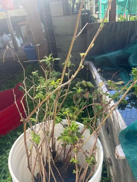 Photo of free Thornless raspberry canes (Oakland) #1