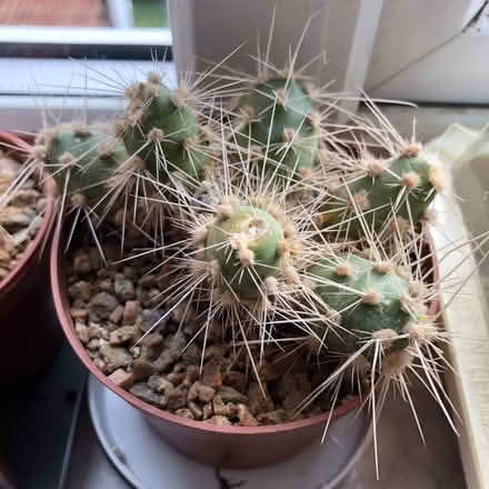 Photo of free Opuntia Cactus (Disraeli HP13) #1