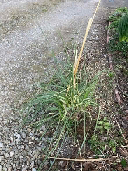 Photo of free Pampas grass plant (Bexhill on sea TN39) #1