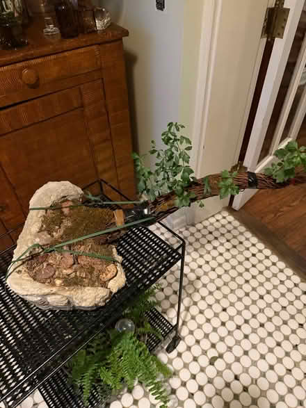 Photo of free Bonsai style sapling (Dempster east of Ridge) #2