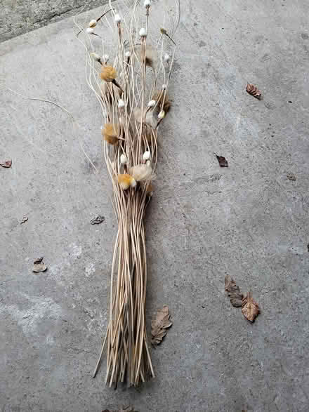 Photo of free Dried Flowers/Twigs Arrangement (Milton BS22) #1