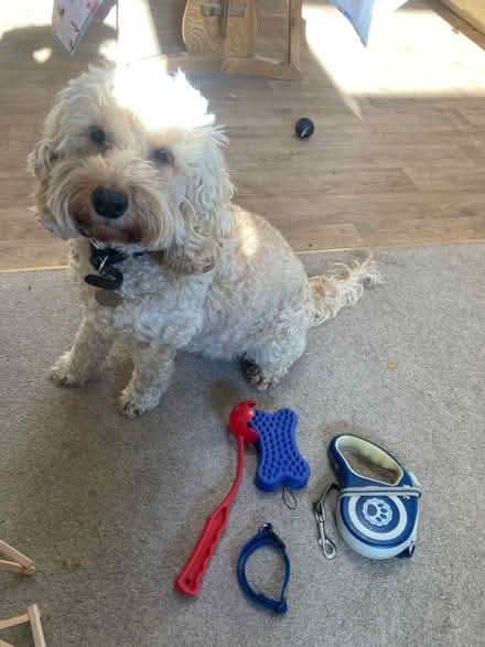 Photo of free Dog Stuff (Dublin) #2