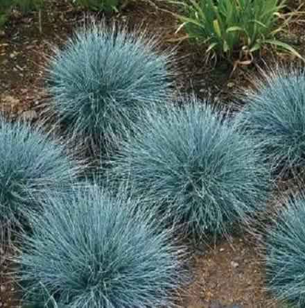 Photo of Ornamental Grass or similar (Vienna Hunter Mill) #1