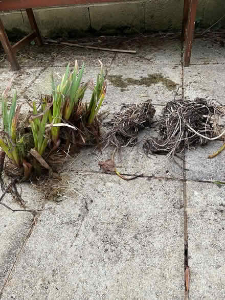 Photo of free Pond plants (Knighton LD7) #1