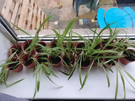 Photo of free Spider plant (S8 Lowedges) #1