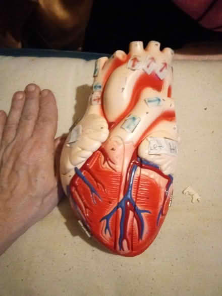 Photo of free Model of a human heart (Brooklyn) #1