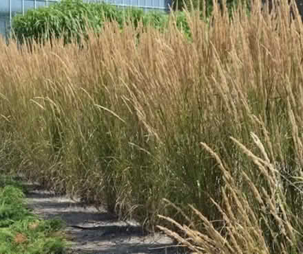 Photo of Ornamental Grass or similar (Vienna Hunter Mill) #2