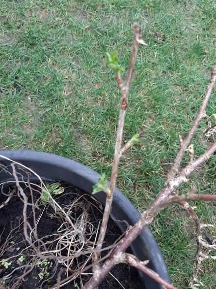 Photo of free Misc. Fruit bushes (Carlton in Lindrick, S81 9) #1