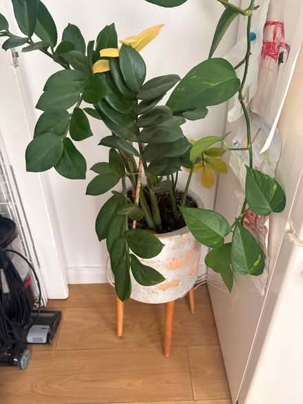 Photo of free Plant & plant stand - collect by 12 (N17 - Bruce Grove) #1