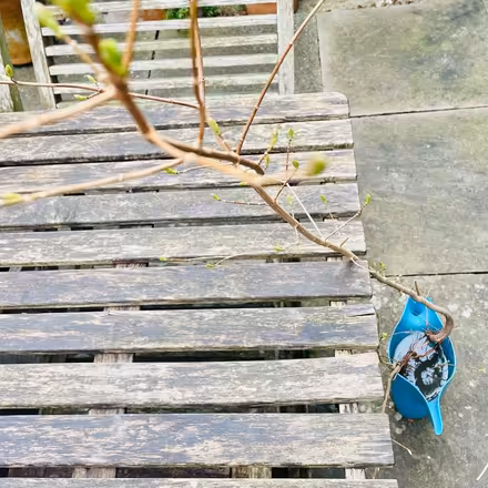 Photo of free Tree Saplings x5 - Field Maple (City of Bristol BS5) #2