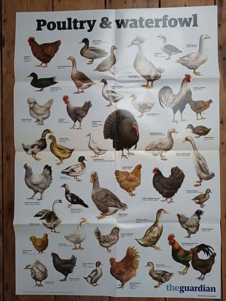 Photo of free Large Natural World posters. Mainly Guardian posters (Risinghurst OX3) #1