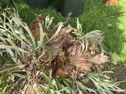 Photo of free Large Elk Horn (Elanora Qld) #1