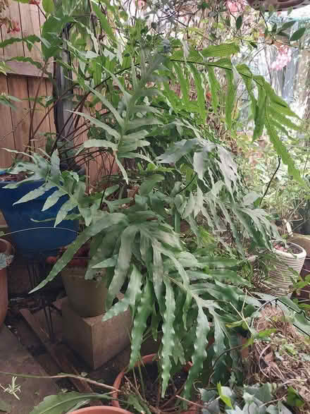 Photo of free Plants (Glebe) (glebe) #2