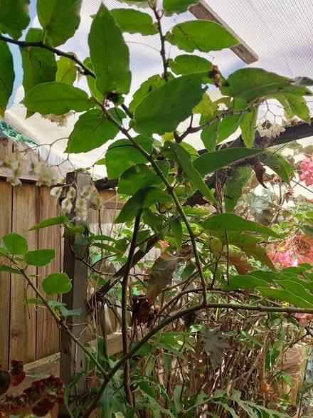 Photo of free Plants (Glebe) (glebe) #1