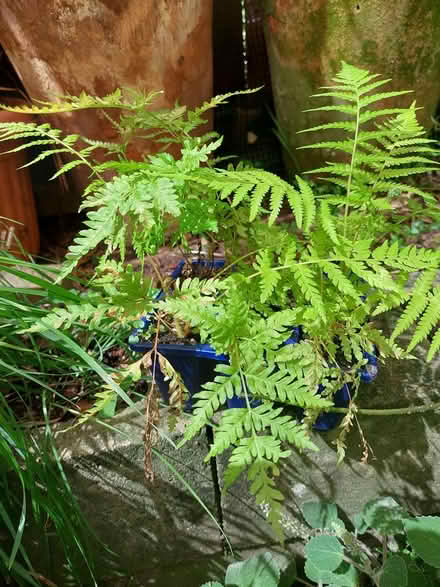 Photo of free Plants (Glebe) (glebe) #4