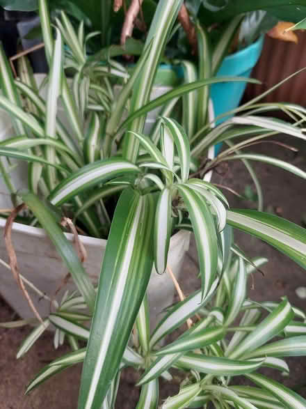 Photo of free Plants (Glebe) (glebe) #3