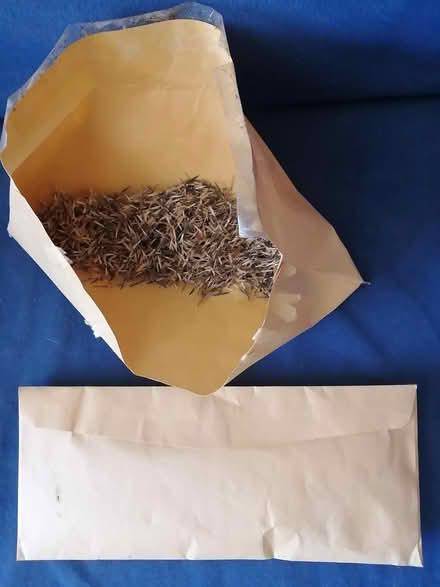 Photo of free Marigold Seeds (Old Ottawa East) #1