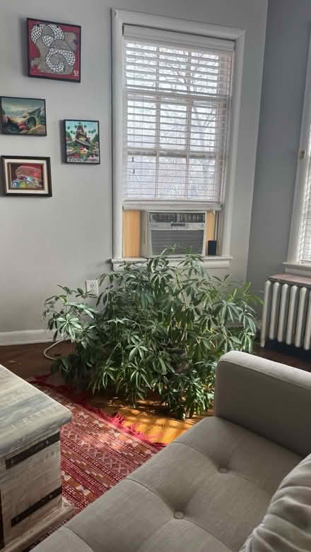 Photo of free Plant (Miniature Umbrella Tree?) (Logan Circle) #1