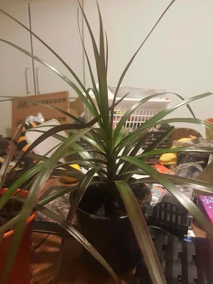 Photo of free Dracaena plants - indoor (Loughborough LE11) #3
