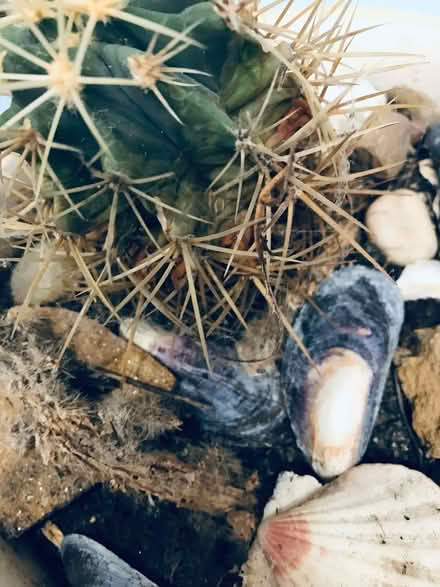 Photo of free One prickly cactus (Woodley RG5) #2
