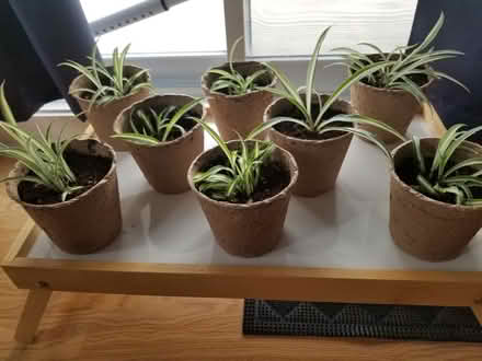 Photo of free Spider plant cuttings (Hunt Club) #1