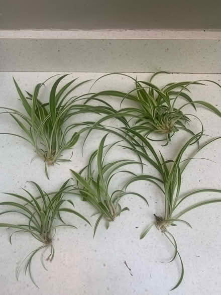 Photo of free Spider plant offshoots (Hulme M16) #1