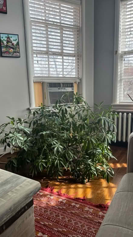 Photo of free Plant (Miniature Umbrella Tree?) (Logan Circle) #3