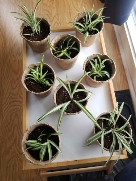 Photo of free Spider plant cuttings (Hunt Club) #2