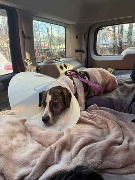 Photo of free Cone for pet after surgery (Grove road natick) #1
