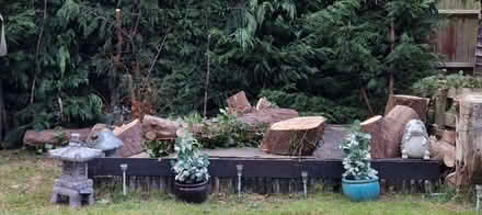 Photo of free Tree trunks - mixed sizes (Langley Mill NG16) #2