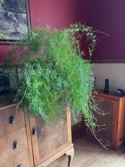 Photo of free 2 Houseplants (Bridge of Allan FK9) #2