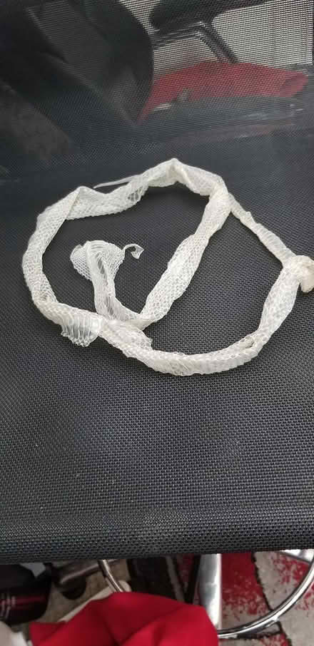 Photo of free Snake skin shed (Barron Park) #1