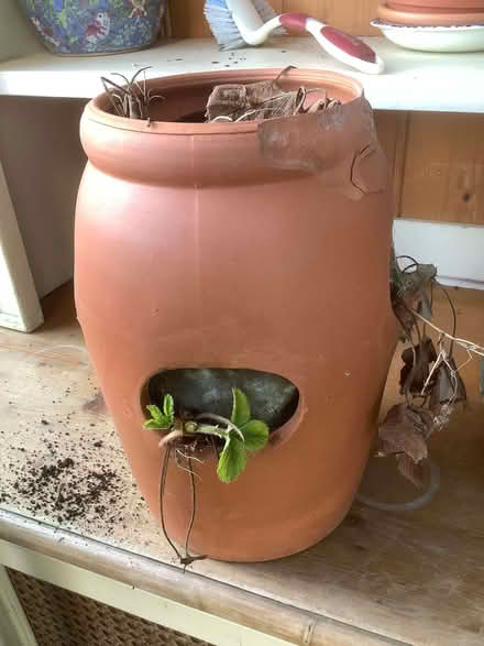 Photo of free Strawberry planter (Burleigh GL5) #1