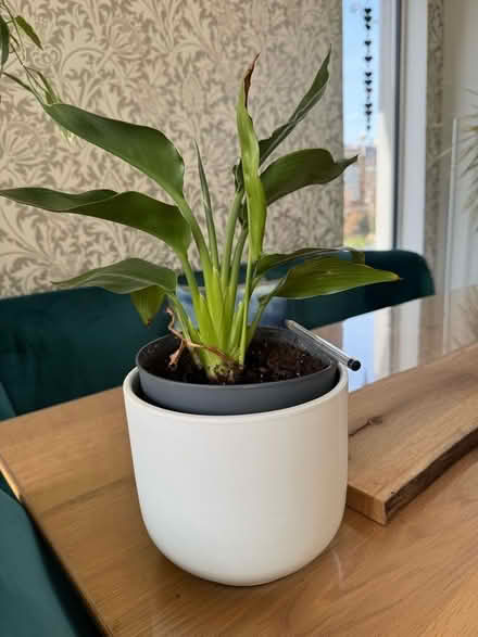 Photo of free 2 Houseplants (Bridge of Allan FK9) #1
