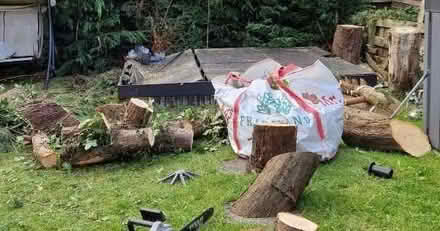 Photo of free Tree trunks - mixed sizes (Langley Mill NG16) #1