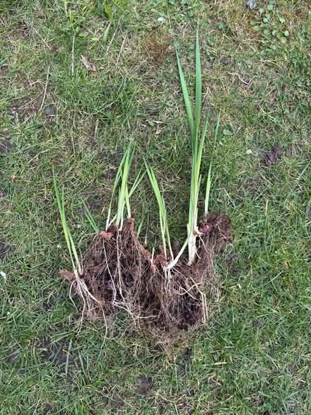 Photo of free Irises (Allerton L18) #1