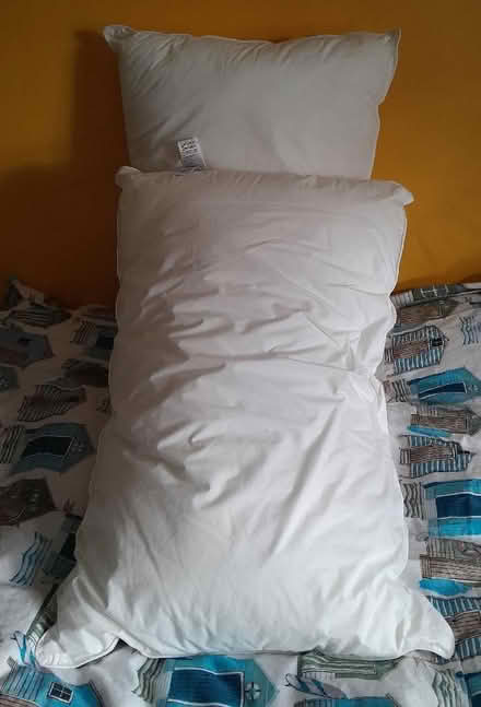 Photo of free Pair M&S firm pillows as new (Buxted TN22) #1