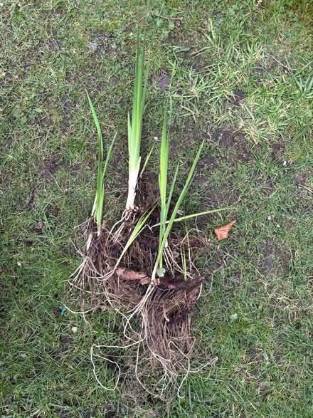 Photo of free Irises (Allerton L18) #2