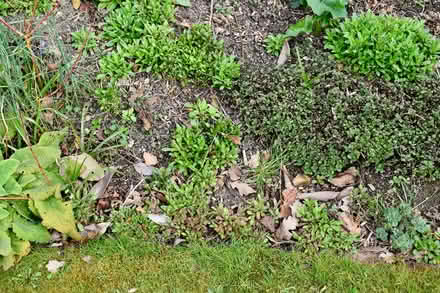 Photo of free Forget-me-not plants (Hatfield AL10) #4