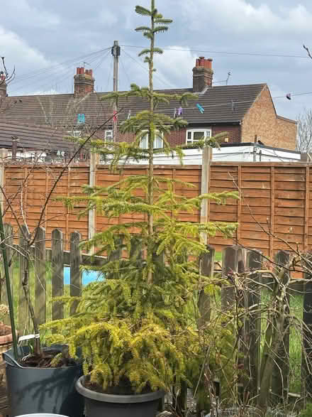 Photo of free Real Christmas tree (Bletchley MK2) #1