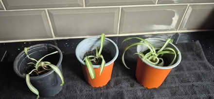 Photo of free Spider plant babies (County Bridge WS2) #1