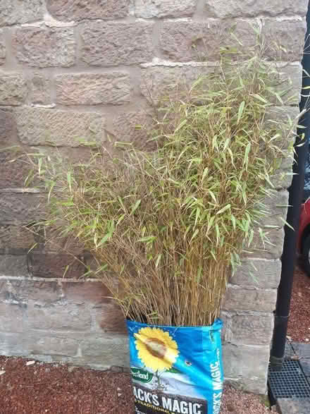 Photo of free Fargesia Rufa Bamboo (Cromford DE4) #1