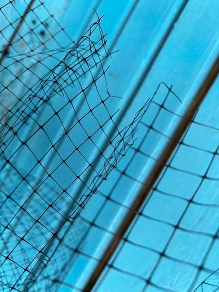 Photo of free Roll of garden netting (St Leonards TN38) #2
