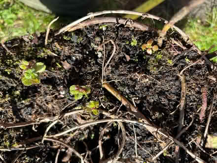 Photo of free Bare rooted (apple) mint (Allerton L18) #2