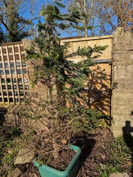 Photo of free Fir tree in pot (Sutton Pools OX14) #1