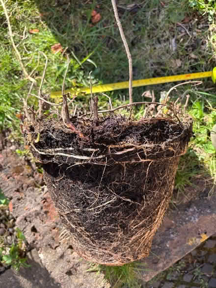 Photo of free Bare rooted (apple) mint (Allerton L18) #1